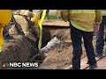 WATCH: LA firefighters rescue horse from an apparent sinkhole