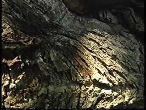 Vidéo de l’hébergement