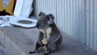 座り込んで食事するコアラ  