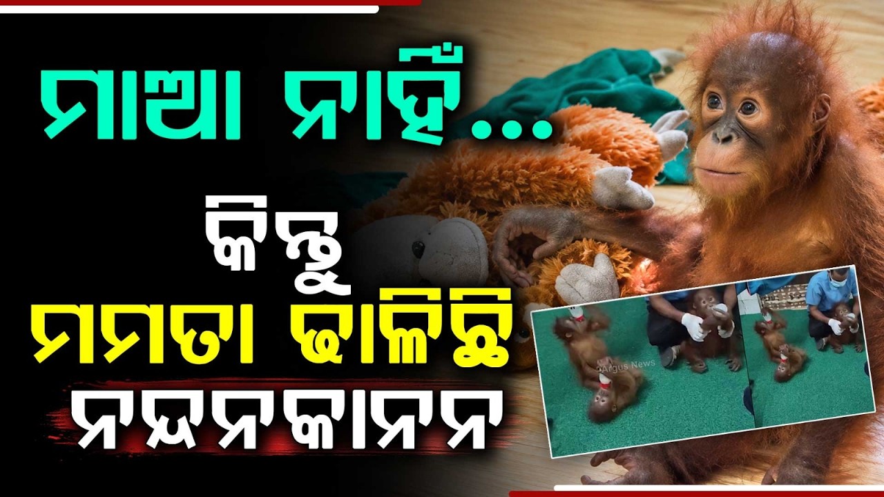 Motherly Care For 5 Rescued Baby Orangutans At Nandankanan Zoo | Orangutan Care | Argus News