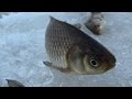 Зимняя рыбалка 2015 - дневник рыболова