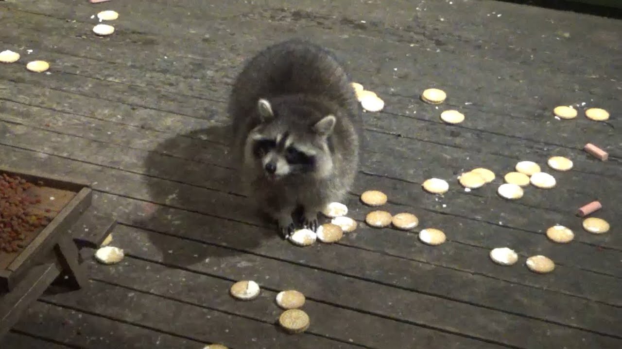 Saturday Night only Lil Bit came by