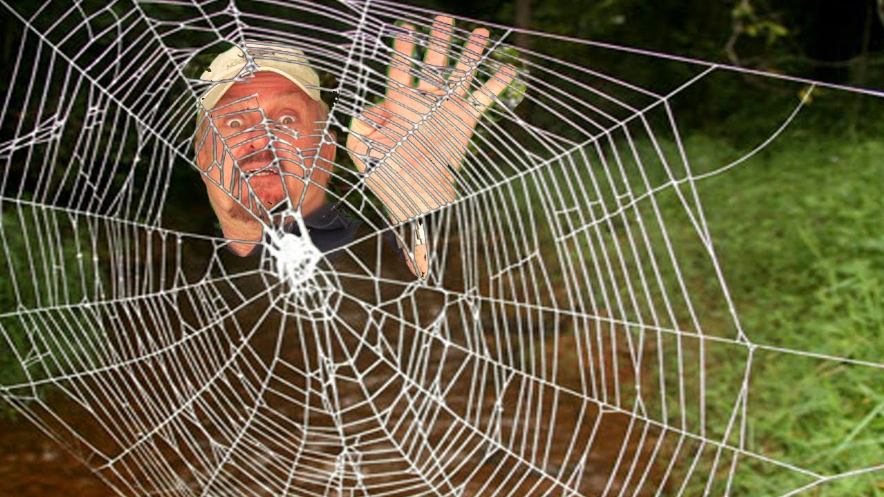 world-s-strongest-spider-web-youtube