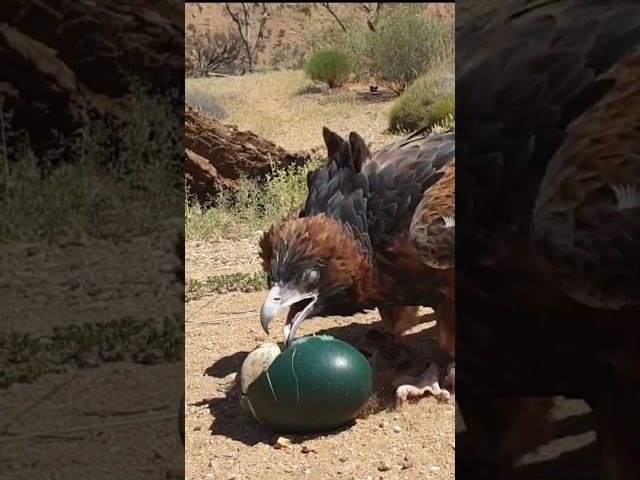 Birds are Getting Smarter