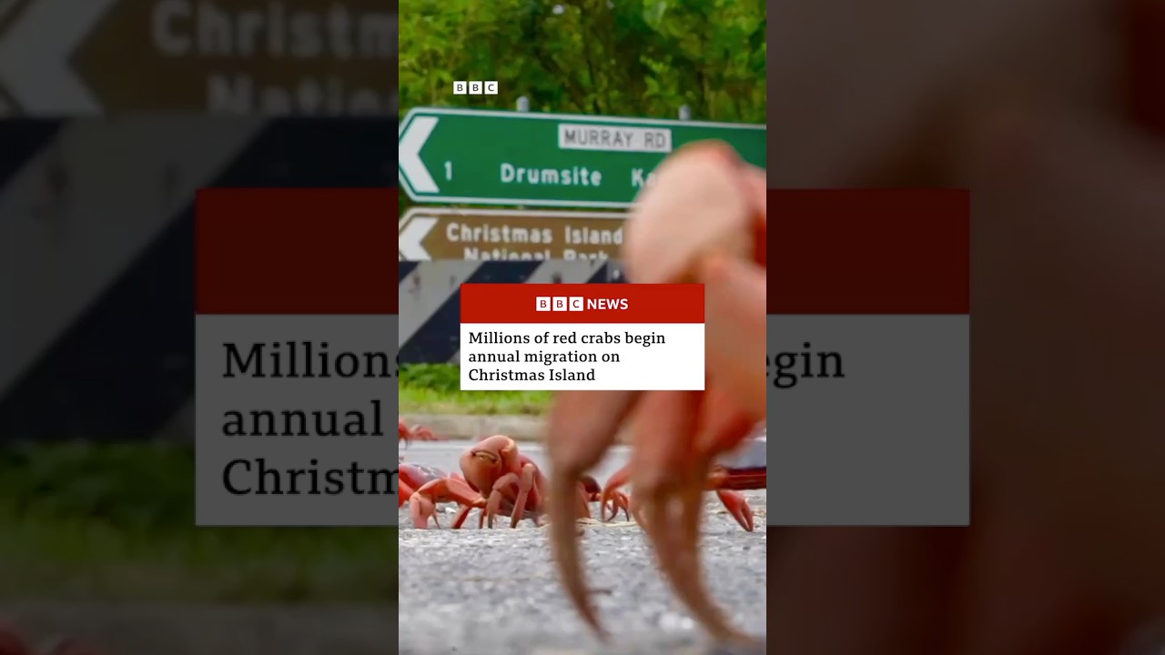 Millions of red crabs begin annual migration on Christmas Island. RedCrabs Australia BBCNews