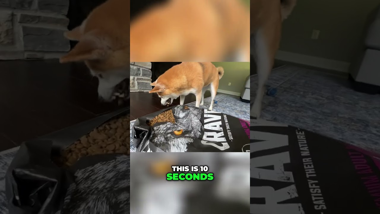 Gordon Ramsay Shuts Down Crypto! Doge is Profitable?! Watch This! shorts