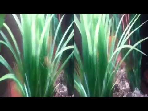 Fish in a Square Tank (YT3D:Enable=True)