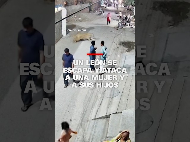Un león se escapa y ataca a una mujer y a sus hijos