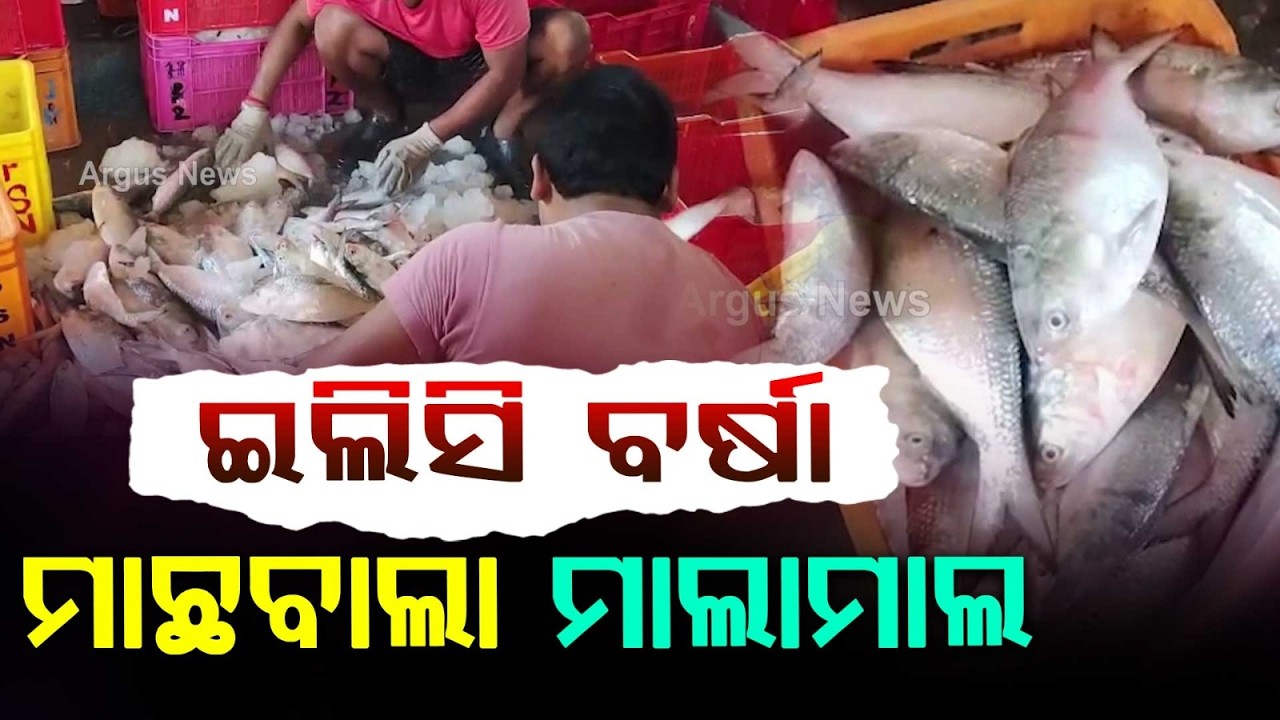 Hilsa Fish Rush At Digha: Tons Of Hilsa Caught As Monsoon Arrives | Argus News