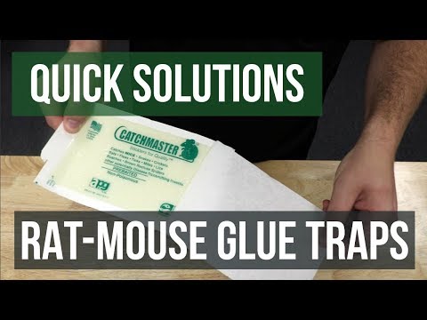 Catchmaster 24GRB Giant Rat Glue Boards