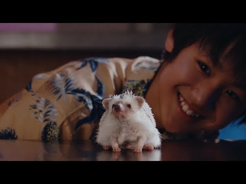 近藤利樹 『ハリハリハリネズミ』