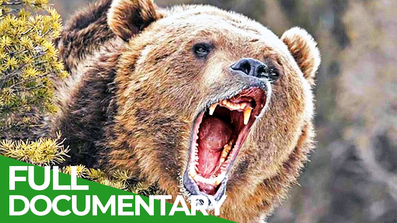 Grizzly Country - The Heart of Yellowstone National Park | Free Documentary Nature