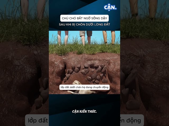 CHÚ CHÓ BẤT NGỜ SỐNG DẬY SAU KHI BỊ CHÔN DƯỚI LÒNG ĐẤT #xuhuong #shorts #viral #khampha #kienthuc