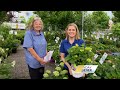 Caring for Hydrangeas in this weeks Sunday Gardener  - 02:51 min - News - Video