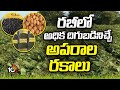 Best Black Gram Varieties For Rabi Season | రబీలో అధిక దిగుబడినిచ్చే అపరాల రకాలు | Matti Manishi