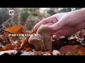 Fungi foraging in the heart of UK forests  - 01:41 min - News - Video
