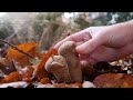 Fungi foraging in the heart of UK forests