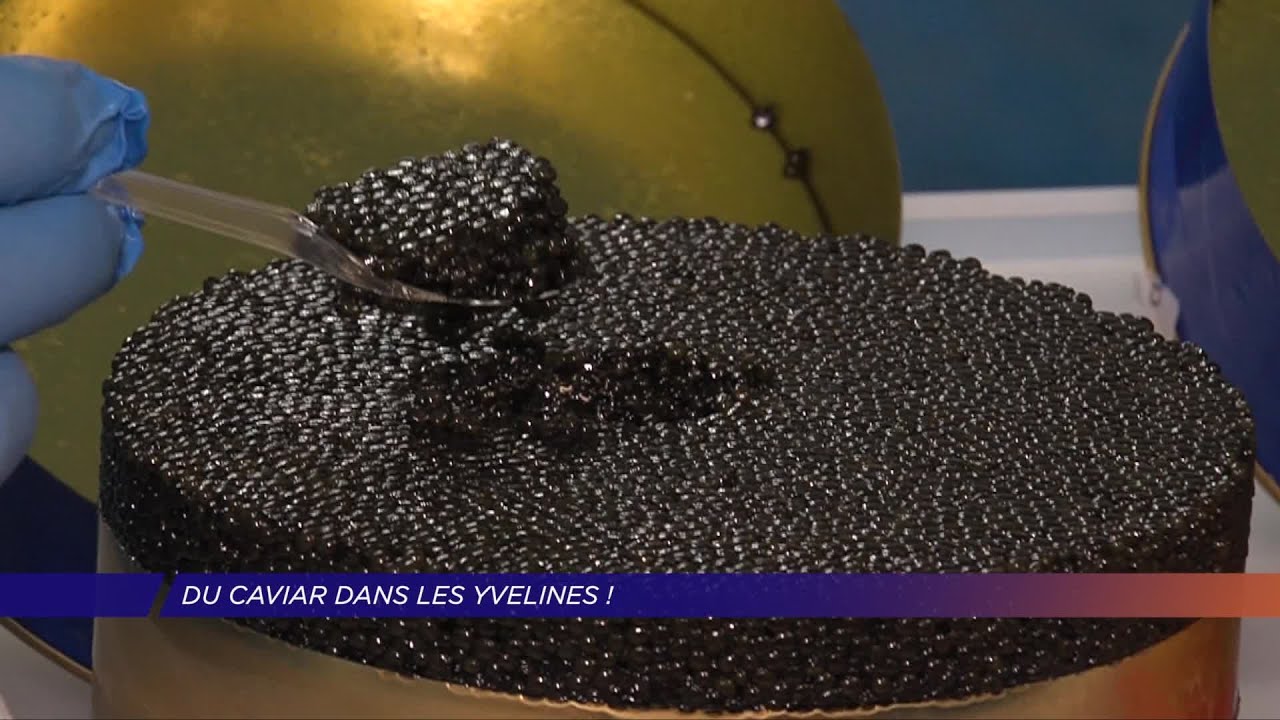 Yvelines | Du caviar dans les Yvelines !