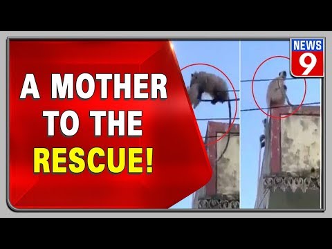 Video of mother langur rescuing baby from falling goes viral