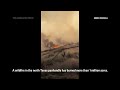 Flames fueled by strong winds prompt evacuations as fire crews battle blazes across a million acres  - 00:52 min - News - Video