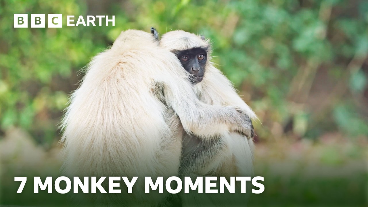 7 Remarkable Monkey Moments | BBC Earth