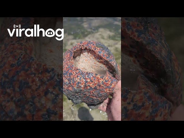 Collecting Giant Sea Snails on a Moroccan Beach || ViralHog