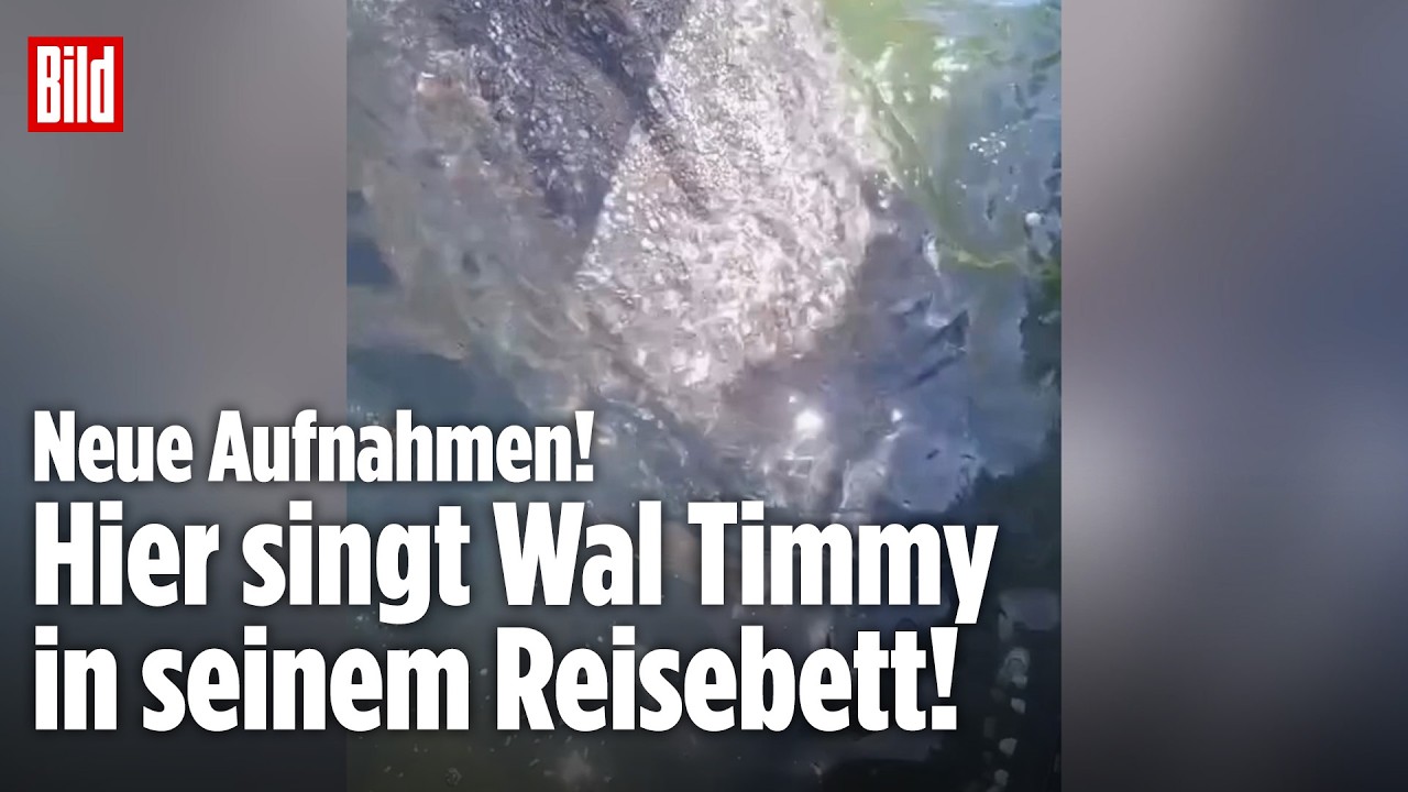 WAL TIMMY: Neue Aufnahmen! Hier singt der Buckelwal in seinem Reisebett!
