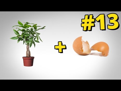 Jak wykorzystać skorupki jajek
