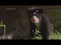 Andean bear cubs make their debut at Queens Zoo in New York  - 00:37 min - News - Video