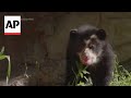 Andean bear cubs make their debut at Queens Zoo in New York