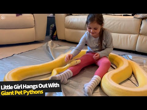 8-годишно девојче си игра со нејзините необични миленичиња - две огромни змии
