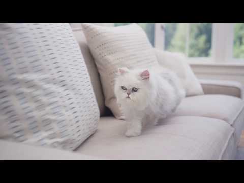 Electrolux Pure i9 Robotic Vacuum Cleaner. Electrolux Pure i9 Robotic Vacuum Cleaner.