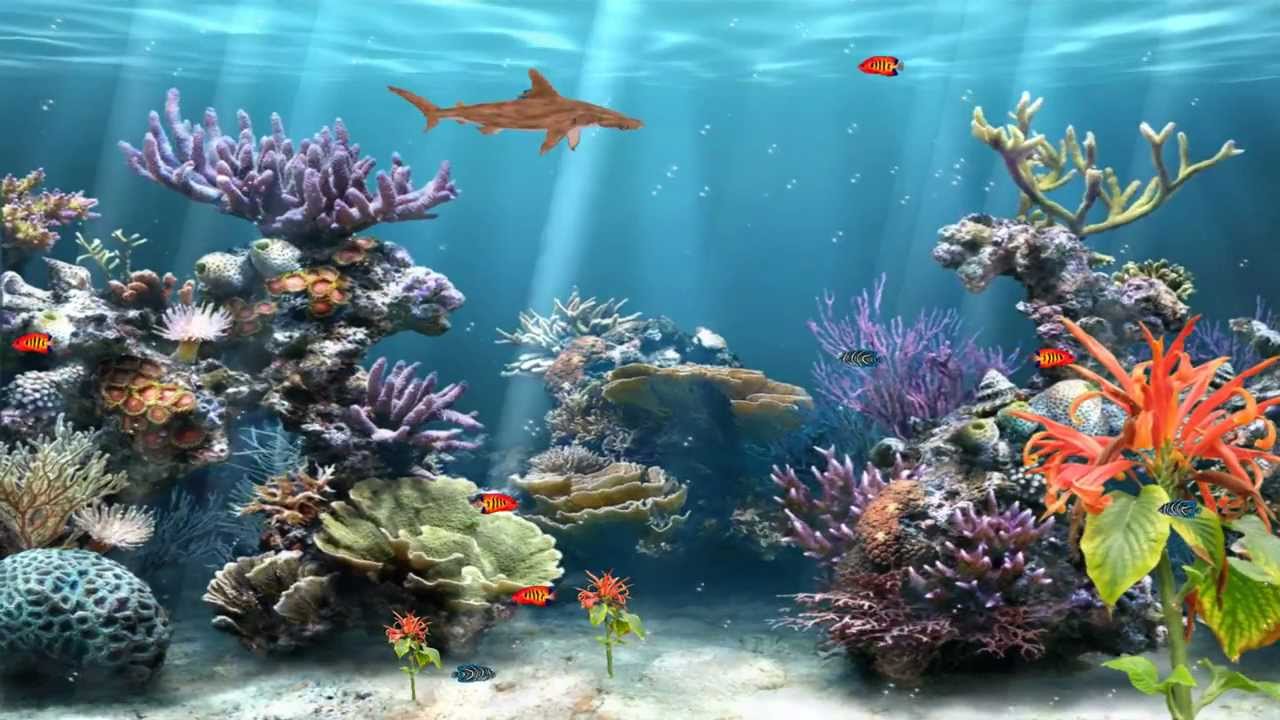 Coral Reef Aquarium Animated Wallpaper http://www.desktopanimated.com ...
