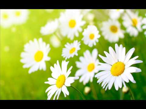 Always (acoustic ver.) Love Holic Ost.