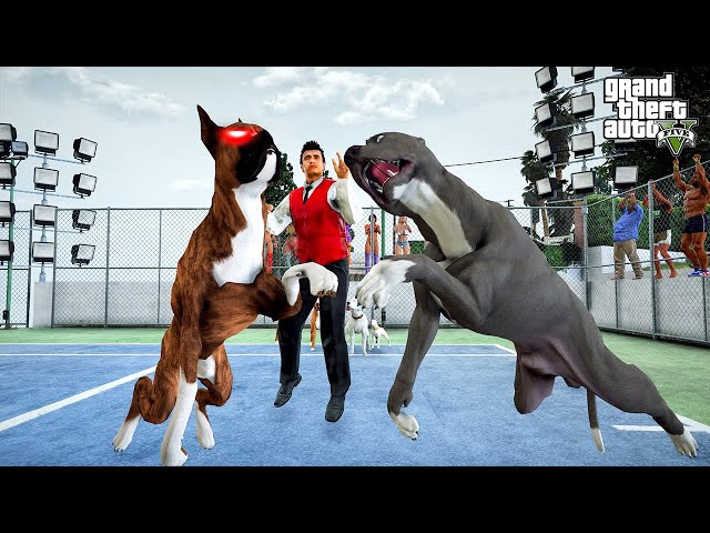 PİTBULL TERMİNATÖR VS CANAVAR BOXER BALBOA FİNAL DÖVÜŞÜ! - GTA 5
