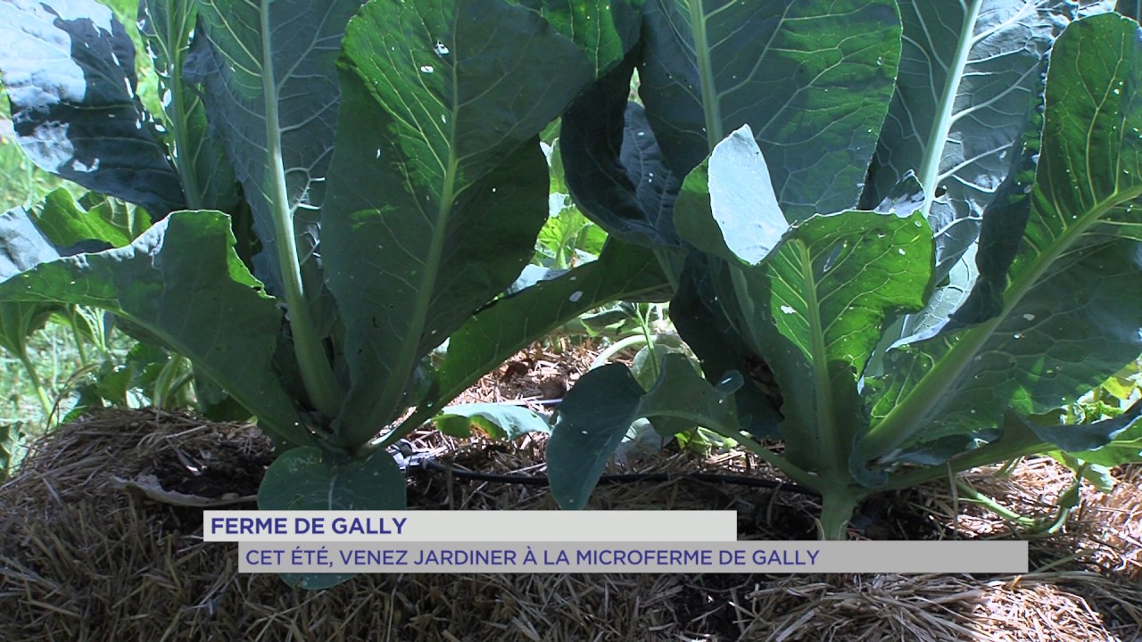 Ferme de Gally : cet été, venez jardiner à la MicroFerme de Gally