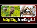 World Sparrow Day 2024 History And Significance | నేడు అంతర్జాతీయ పిచ్చుకల దినోత్సవం | 10TV News