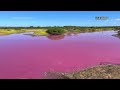 Pink pond on Maui fascinates visitors, drought likely the cause  - 01:05 min - News - Video