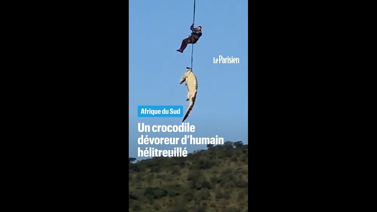 Un crocodile suspecté d’avoir dévoré un businessman hélitreuillé