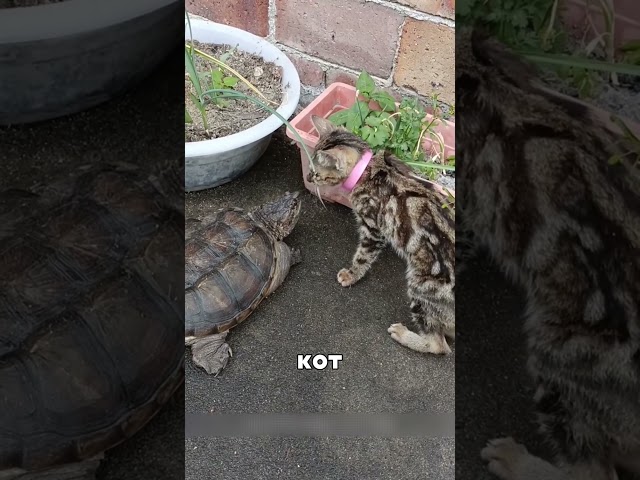 Физики в шоке от кошачьей реакции 😱🔬🐱