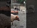 Harlequin lambs make debut at Central Park Zoo  - 00:48 min - News - Video