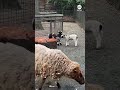 Harlequin lambs make debut at Central Park Zoo