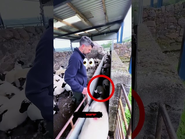 Moğol Çiftçi KÜÇÜCÜK ELLERİYLE koyunları ayırıyor!🐑♻