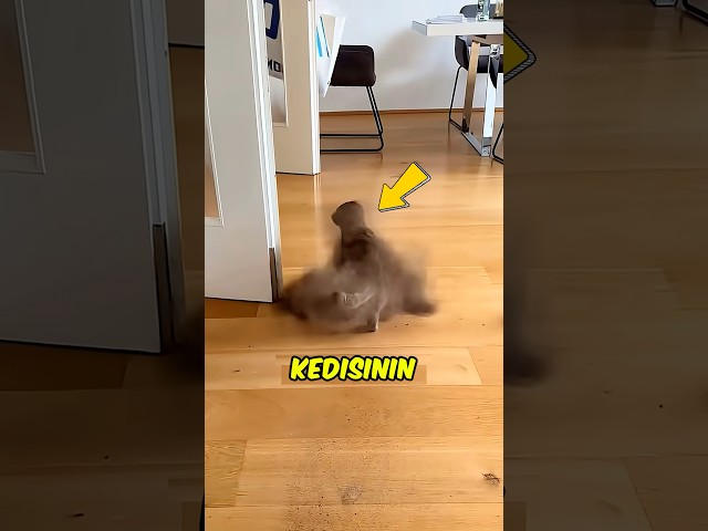 Ruhunu Çıkartan Kedi 🐈 🐈‍⬛