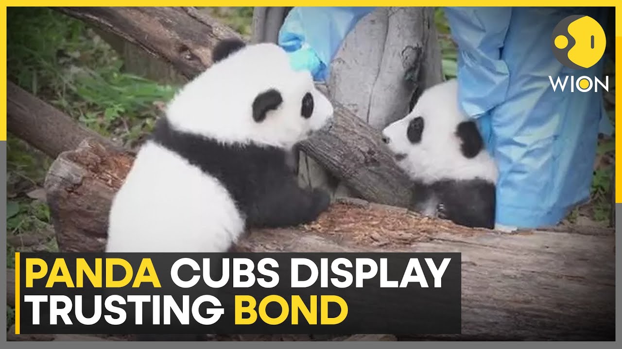 China: Panda Cubs Trail Keeper In Heartwarming Footage | World News | WION