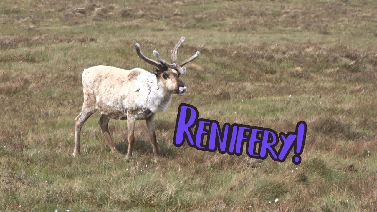 Spotkałem RENIFERY!