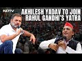 Rahul Gandhi Bharat Jodo I Akhilesh Yadav To Join Rahul Gandhi-Led Bharat Jodo Nyay Yatra In Agra