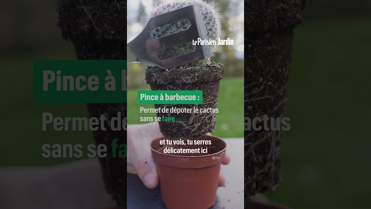 Rien de plus facile à cultiver qu’un cactus ! Les conseils à connaître pour bien le rempoter