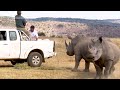 South African researchers test use of nuclear technology to curb rhino poaching  - 01:23 min - News - Video
