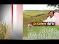 KCR focus to Cheer Farmers in Country:  A Report